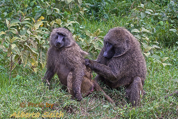 Olive Baboons Grooming at Lake Nakuru