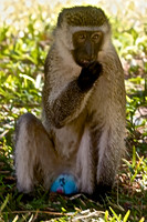 Vervet Monkey at Samburu