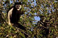 Colobus Monkeys -Mt Kenya area