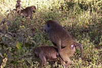 Olive baboons mating- Lake Manyara National Park, Tanzania