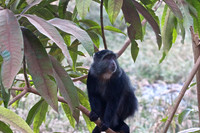 Sykes Blue Monkey-Lake Manyara