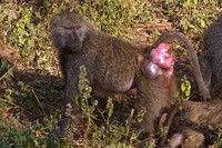 Baboon in Oestrus-Lake Manyara