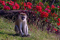 Vervet Monkey Flanked by Bouganvilla at Mountain Village Lodge, Arusha, TanzaNIA