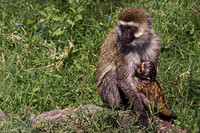 Olive Baboon Nursing Her Baby at Lake Nakuru