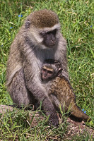 Mother Baboon and Baby- Lake Nakuru