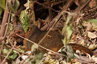 Dwarf Mongoose-Ngorongoro Conseration Area, Tanzania