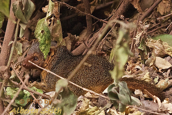 Dwarf Mongoose-Ngorongoro Conseration Area, Tanzania