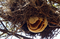 Honeycomb in the Open Branches of an Acacia Tree-Ndutu, Tanzania