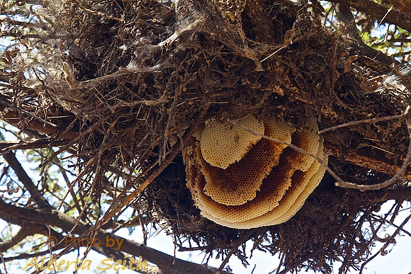 Honeycomb in the Open Branches of an Acacia Tree-Ndutu, Tanzania