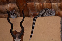 Genet "Cats"-Visit the Dining Area of the Ndutu Lodge, Tanzania