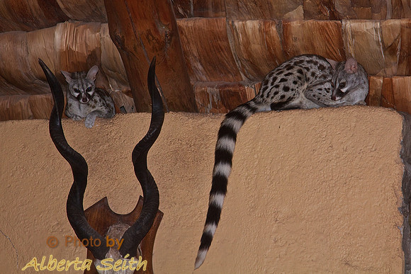 Genet "Cats"-Visit the Dining Area of the Ndutu Lodge, Tanzania