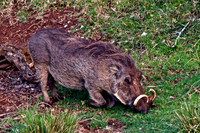 Warthog at Waterhole- Mt Kenya Highlands