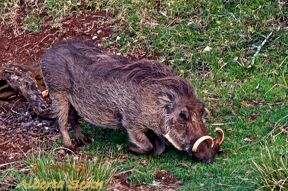 Warthog at Waterhole- Mt Kenya Highlands