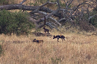 African Wild Dogs in the Brush at Tarangire National Park