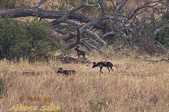 African Wild Dogs in the Brush at Tarangire National Park
