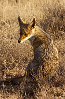 The Opportunistic Golden Jackal Hides in the Grasslands, Ndutu, Tanzania