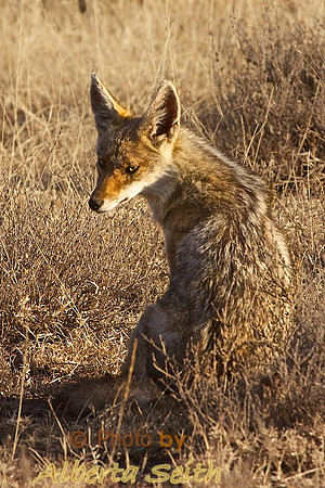 The Opportunistic Golden Jackal Hides in the Grasslands, Ndutu, Tanzania