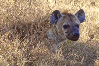 Hyena Lurking at the Buffalo Kill-Ndutu, Tanzania