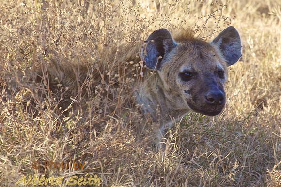 Hyena Lurking at the Buffalo Kill-Ndutu, Tanzania