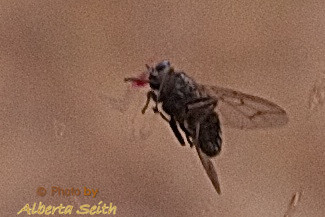 The Only Good Tsetsi Fly-a Dead One-Tarangire National Park