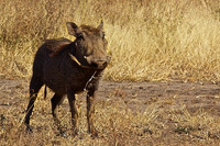 Warthog on the Grasslands of Ndutu, Tanzania's Serengeti