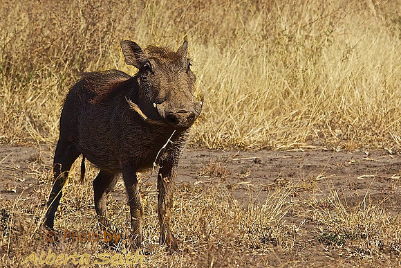 Warthog on the Grasslands of Ndutu, Tanzania's Serengeti