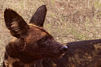 African Wild Dogs in Tarangire National Park, Tanzania