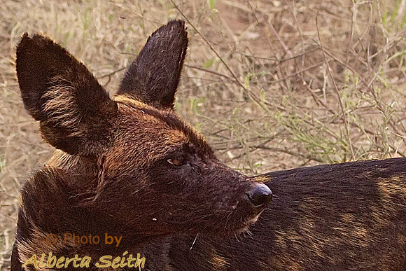 African Wild Dogs in Tarangire National Park, Tanzania