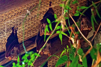 Fruit Bats at Lake Manyara Lodge- Tanzania
