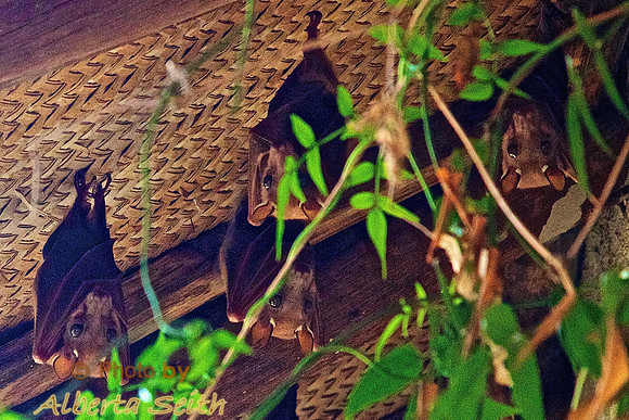 Fruit Bats at Lake Manyara Lodge- Tanzania