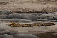 Crocodiles Wait for the Migrating Herds on the Mara River, Tanzania