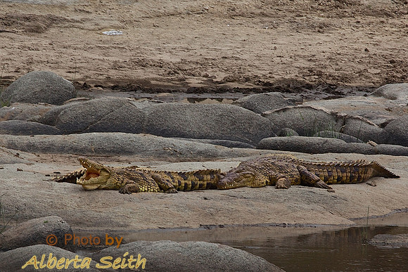 Crocodiles Wait for the Migrating Herds on the Mara River, Tanzania