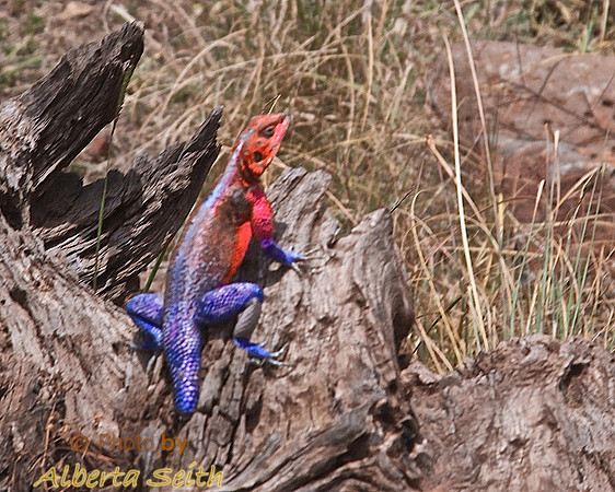 The "Spiderman Lizard" Is the Common Agama, Here in Breeding Coloration-Mara Triangle of Kenya