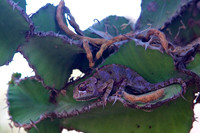 African Chameleon in a Giant Euphorbia- Ndutu, Tanzania