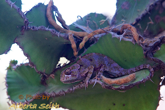 African Chameleon in a Giant Euphorbia- Ndutu, Tanzania