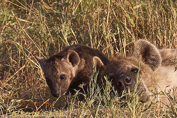 Weeks-Old Hyena Cubs on the Mara Triangle