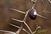 Whistling Thorn Acacia Hosts the Protective Cocktail Ants on the Serengeti-Tanzania