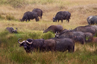 Cape Buffalo decorated with a yellow-billed Oxpecker grazes with herd on the Tanzania Mara