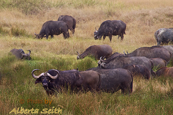 Cape Buffalo decorated with a yellow-billed Oxpecker grazes with herd on the Tanzania Mara