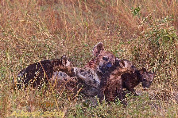 Adult Hyena Watches Three Cubs While Matriarch Mother is Hunting- Mara Triangle, Kenya