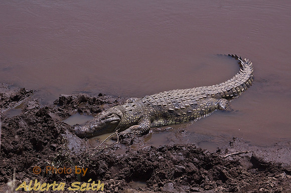 African Crocodile on the Banks of the Mara River during the Great Migration