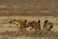 Spotted Hyenas stalk the Cape Buffalo Carcas, Ndutu, Tanzania