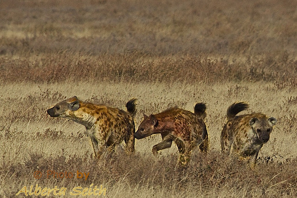 Spotted Hyenas stalk the Cape Buffalo Carcas, Ndutu, Tanzania