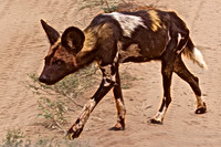 African Wild Dog Crosses between Safari Vehicle in Tarangire National Park, Tanzania
