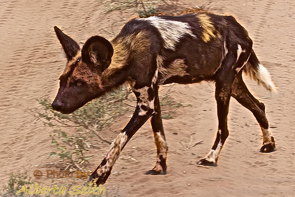 African Wild Dog Crosses between Safari Vehicle in Tarangire National Park, Tanzania