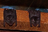 Leaf-wing Bats Sleep under an Overhang at Ndutu Lodge, Tanzania