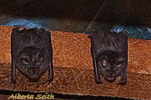 Leaf-wing Bats Sleep under an Overhang at Ndutu Lodge, Tanzania