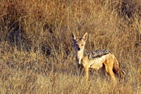 Black-backed Jackal in the Grasslands-Ndutu, Tanzania