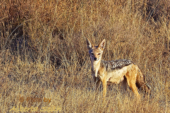 Black-backed Jackal in the Grasslands-Ndutu, Tanzania