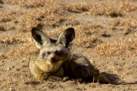 A shy Bat-eared Fox suns itself in the early morning -Ndutu, Tanzania